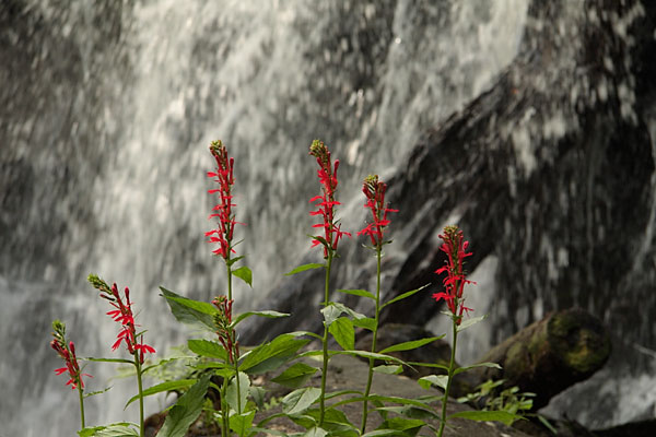 Cardinal flowers along the portage between St Andrews Lake and High Falls Lake in Algonquin Park