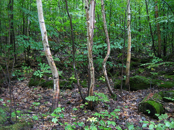 Birch trees in the Petawawa Research Forest