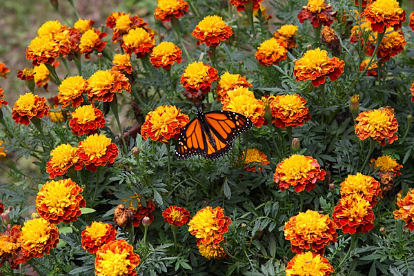 Monarch and Marigolds