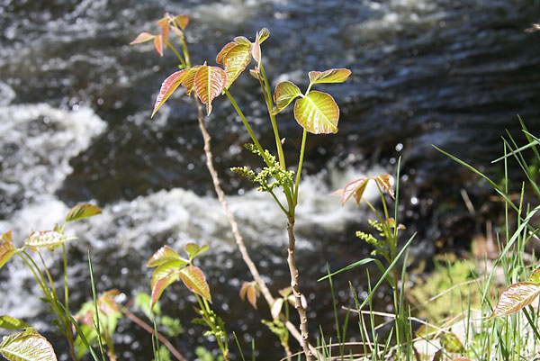  Poison Ivy Rhus radicans at  Brigham Chute on the Barron River in Algonquin Park