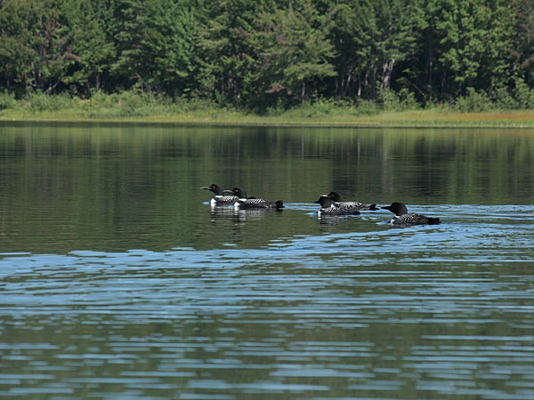 loons on Grand Lake in eastern Algonquin Park