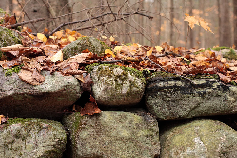 stone fence in the Petawawa Research Forest