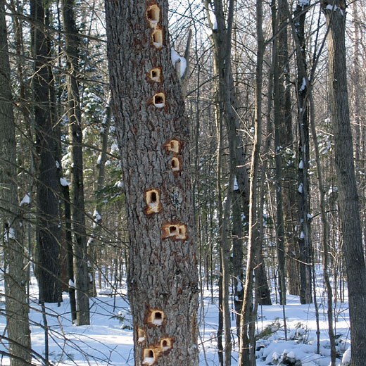 pileated woodpecker holes in the Petawawa Research Forest