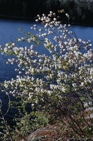 service berries on campsite on Manitou Lake