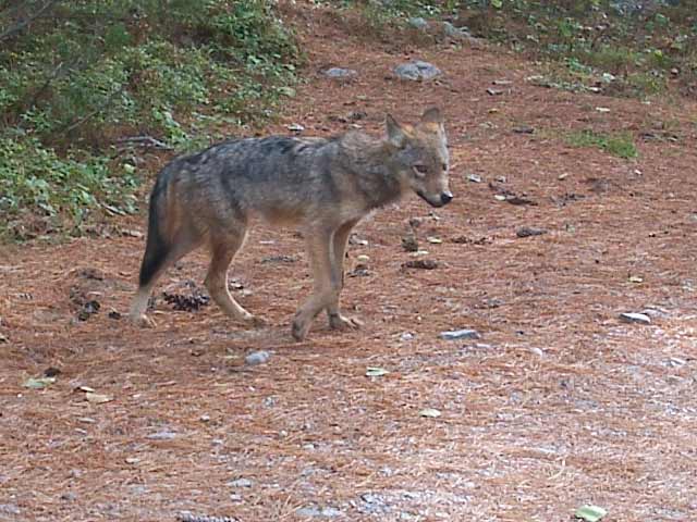 Algonquin Red Wolf Eastern Wolf