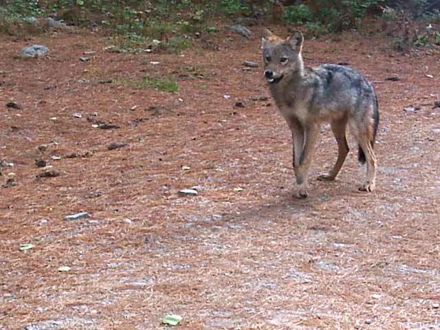 Algonquin Red Wolf Eastern Wolf
