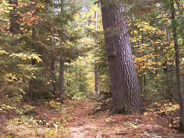 large white pine along portage trail