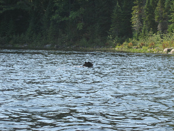 black bear swimming across Grand Lake in Algonquin Park