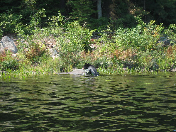 black bear swimming across Grand Lake in Algonquin Park