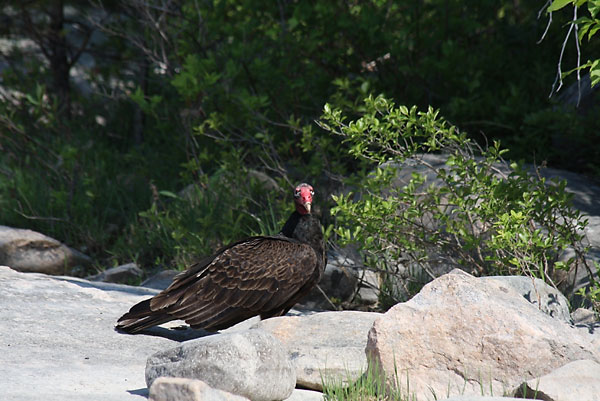 turkey vulture Cathartes aura
