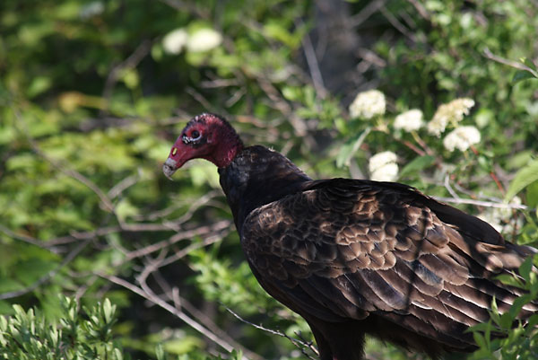 turkey vulture Cathartes aura