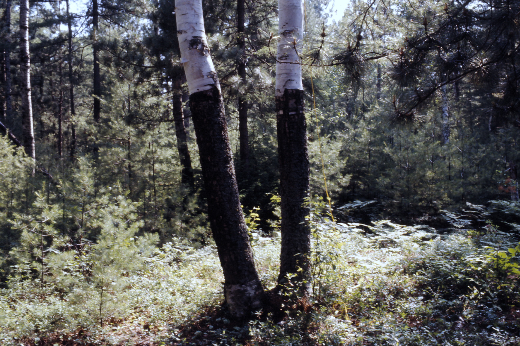 canoe trip Whitson Lake 1973 July 0106