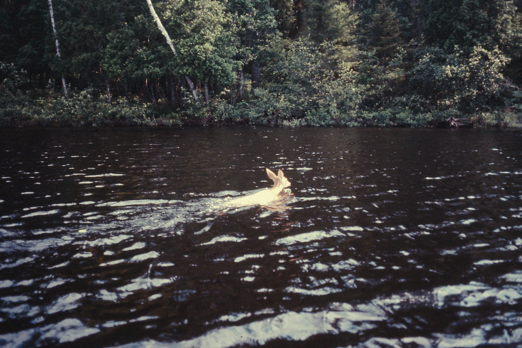 canoe trip Whitson Lake 1973 July 0106