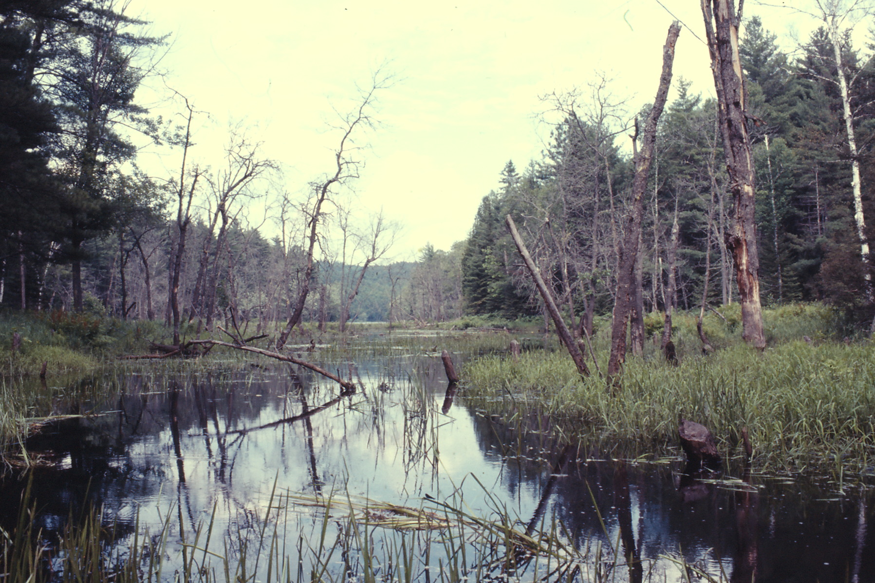 canoe trip Whitson Lake 1973 July 0106