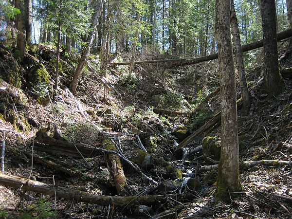 gully along Muskwa Creek in the Brent Crater in Algonquin Park