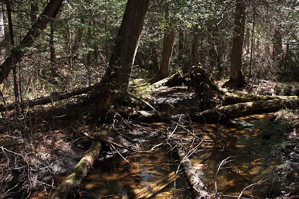 cedar swamp in the Brent Crater in Algonquin Park