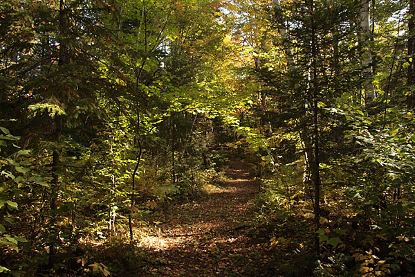 Along the trail to Pan Lake in Algonquin Park