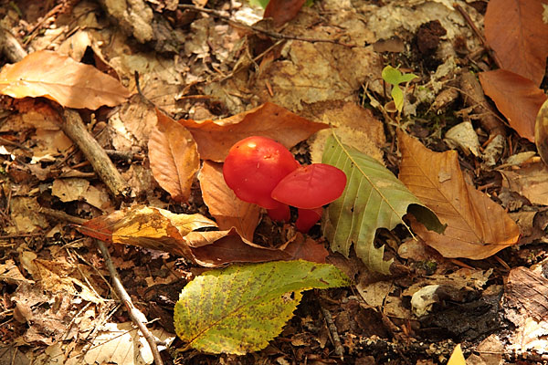 mushrooms along the portage from Pan Lake to Ghost Lake in Algonquin Park