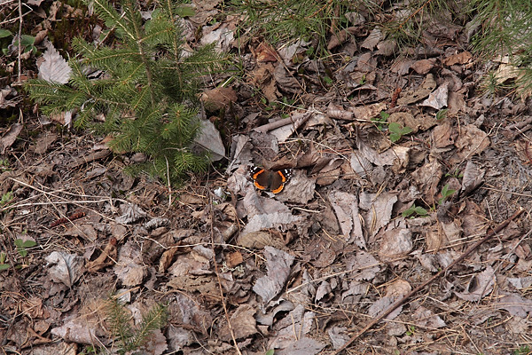  along the Spoor Lake Road in Algonquin Park  Red Admiral butterfly