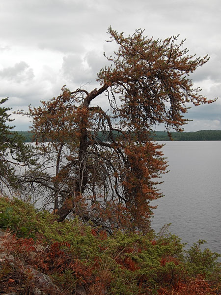 drought in the vicinity of Achray on Grand Lake in Algonquin Park