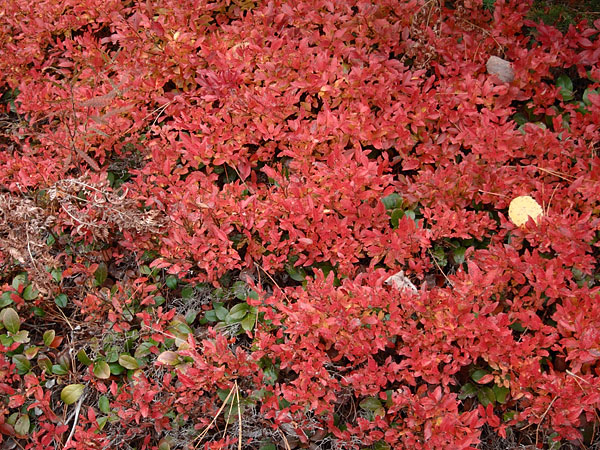 Blueberry bushes in their fall foliage