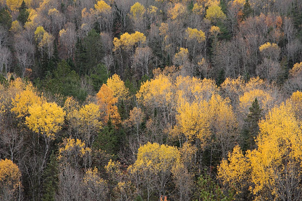 Poplar trees as seen from the Costello Creek Lookout in Algonquin Park