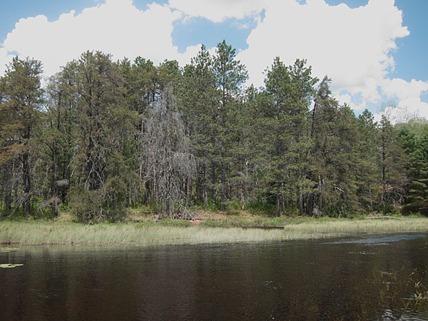 A stand of jack pines along the Pine River upstream of Lower Pine Lake