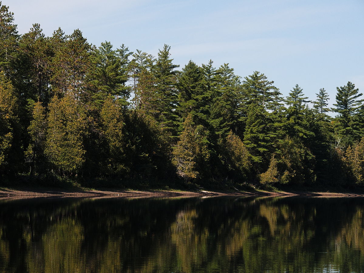 Reflections along the shore of McManus Lake in Algonquin Park
