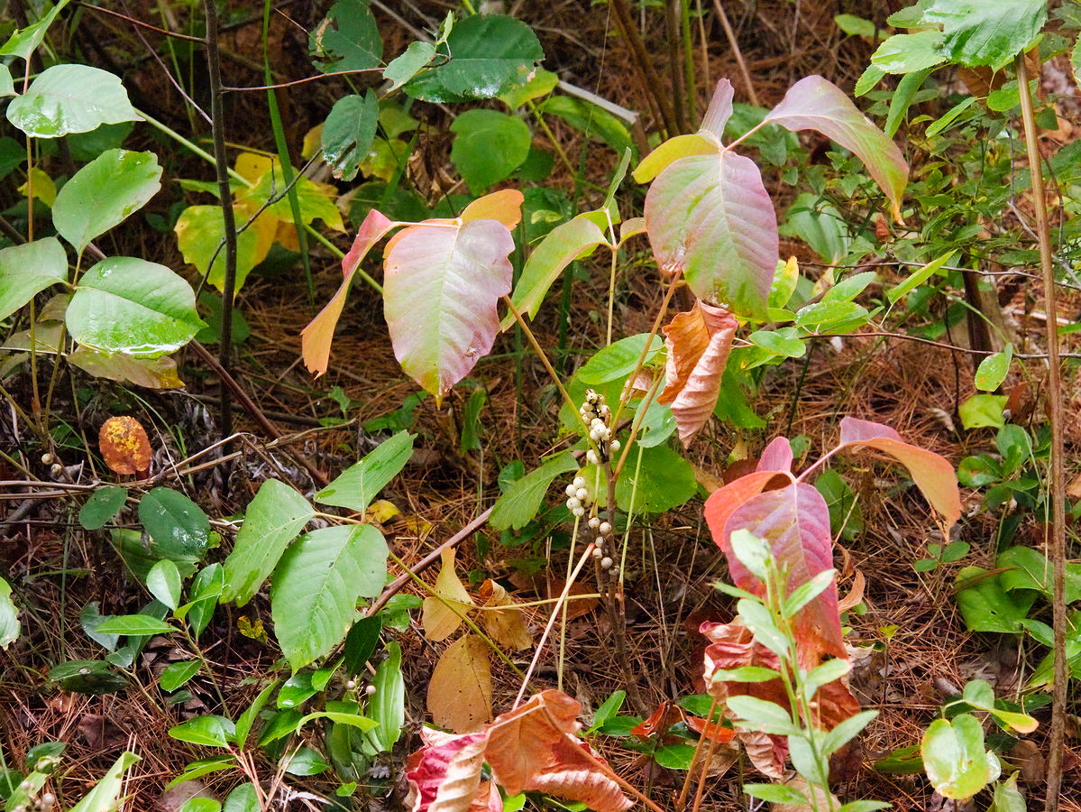 Poison Ivy with fall colours beginning to show and berries