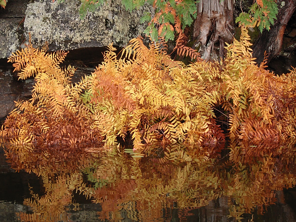ferns along shore of High Falls lake in Algonquin Park