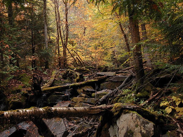 Dry channel of the Barron River near  High Falls lake in Algonquin Park