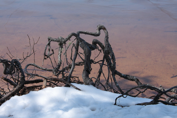 shoreline roots on Grand Lake in Algonquin Park