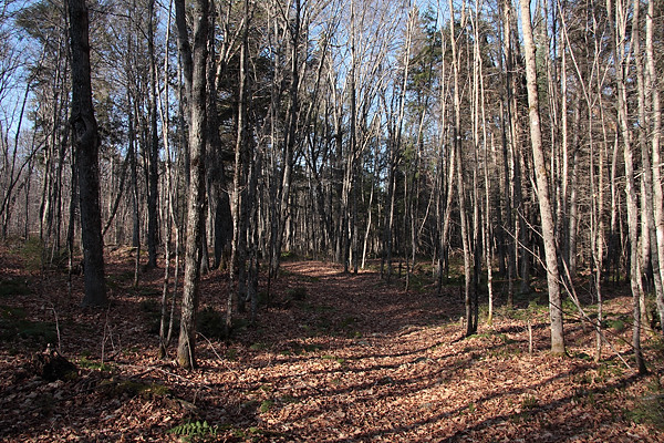 along the Blackfox portage in Algonquin Park