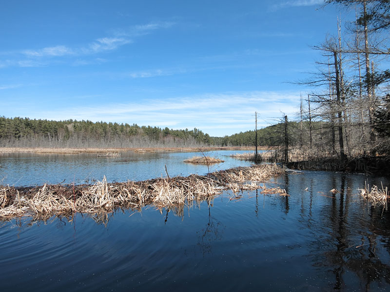 Early spring along the Berm Lake Trail in eastern Algonquin Park