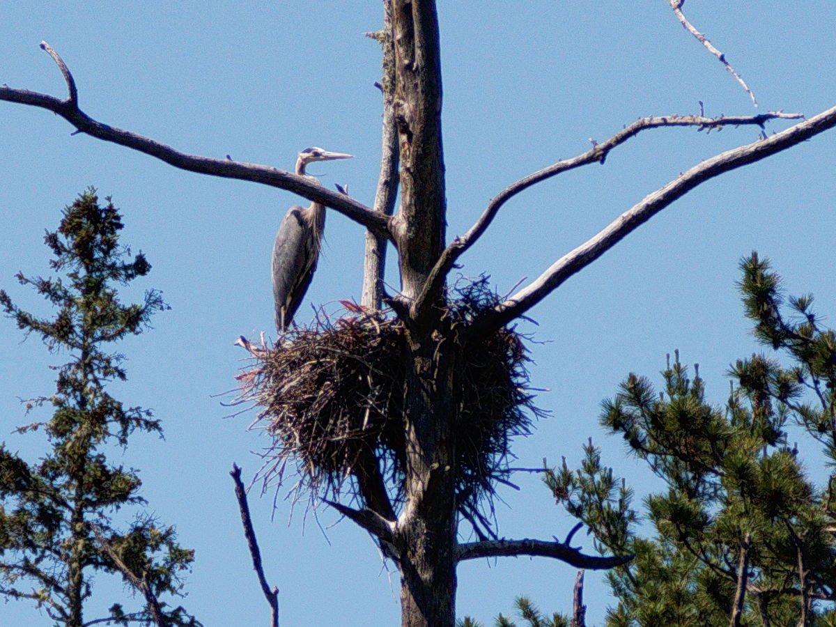 Nesting great blue heron