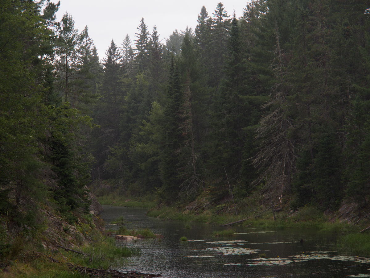Along Bypass Road in the Petawawa Research Forest