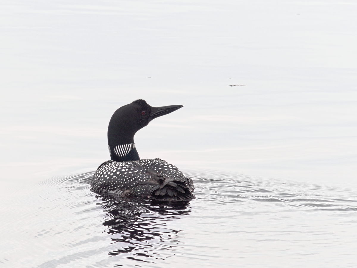 Common Loon  Gavia immer  on Corry Lake 