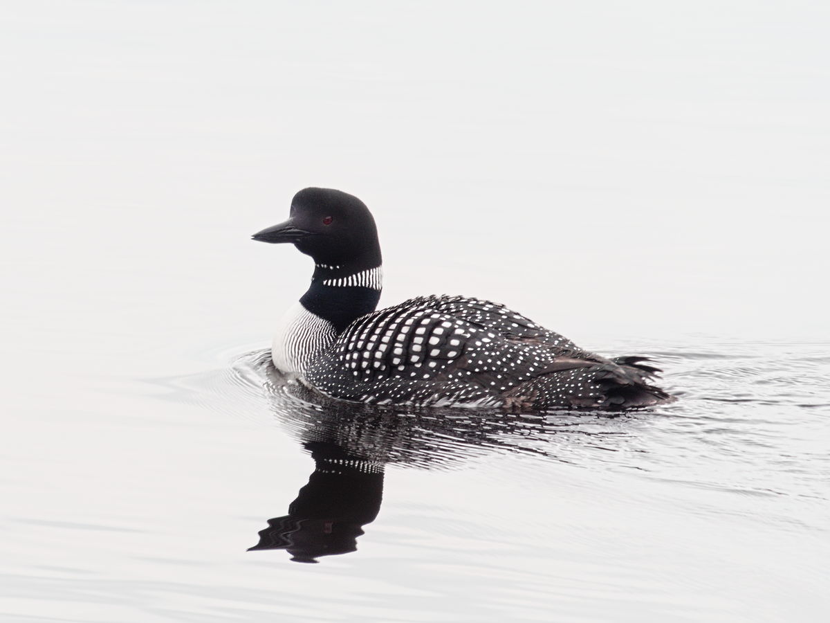 Common Loon  Gavia immer  on Corry Lake 
