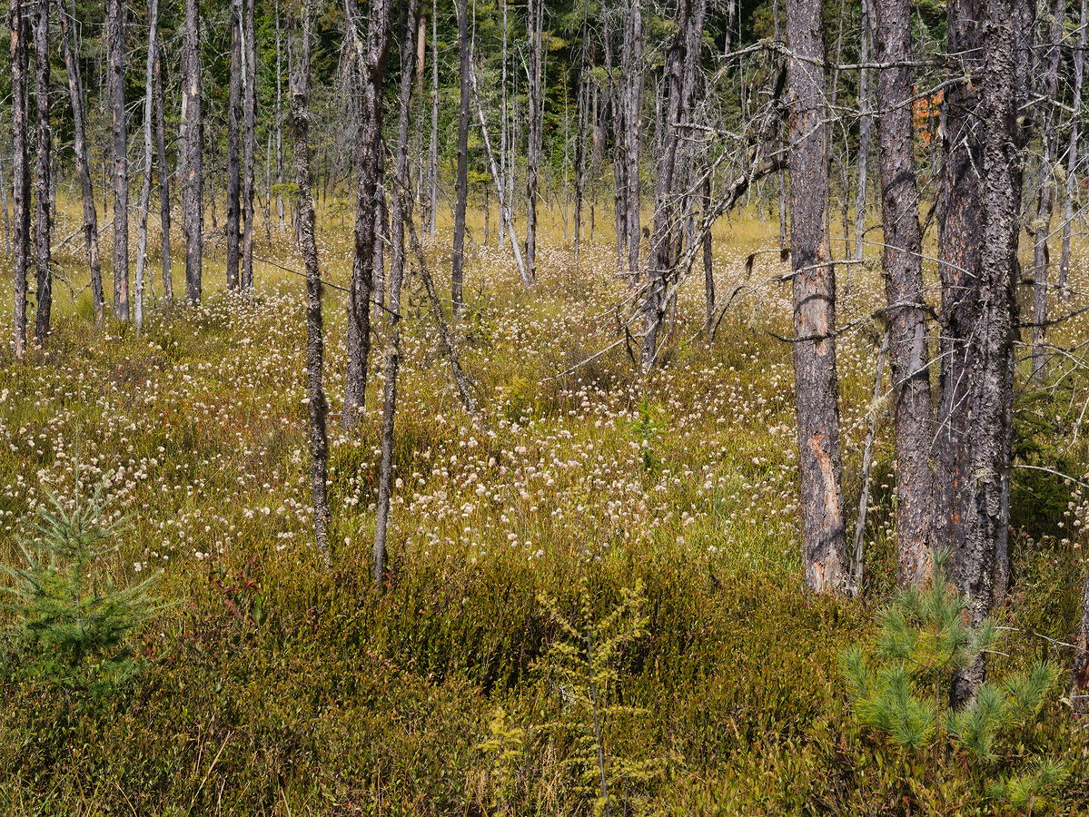 Boreal looking bog near the intersection of the Achray Road and McManus Lake Road in Algonquin Park