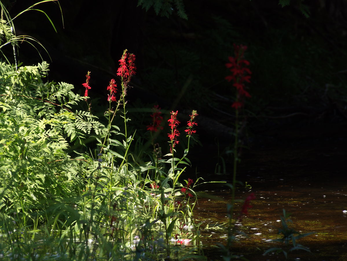 Cardinal flowers at the outflow of Brigham Chute  on the Barron River in Algonquin Park