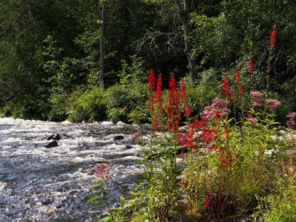 Cardinal flowers at Cache Rapids on the Barron River in Algonquin Park