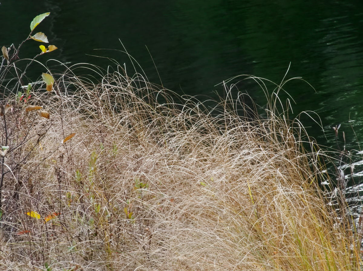 Grass along the shore of Maunsell Lake