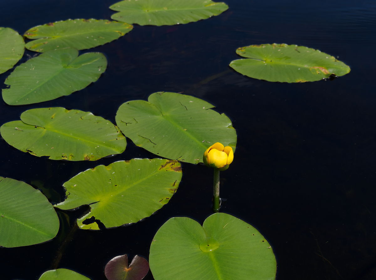 yellow waterlily along McKay Creek just east of Algonquin Park