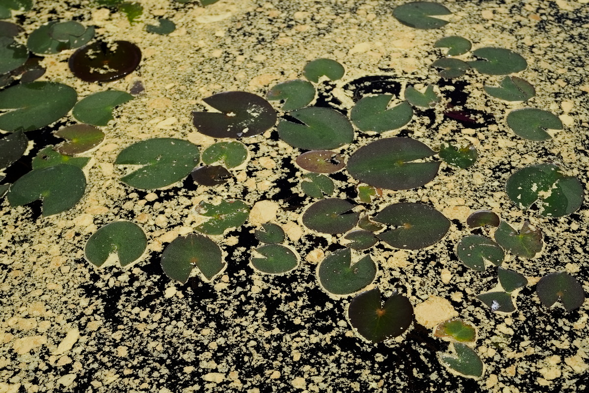 Pine Pollen and Water Lily Leaves