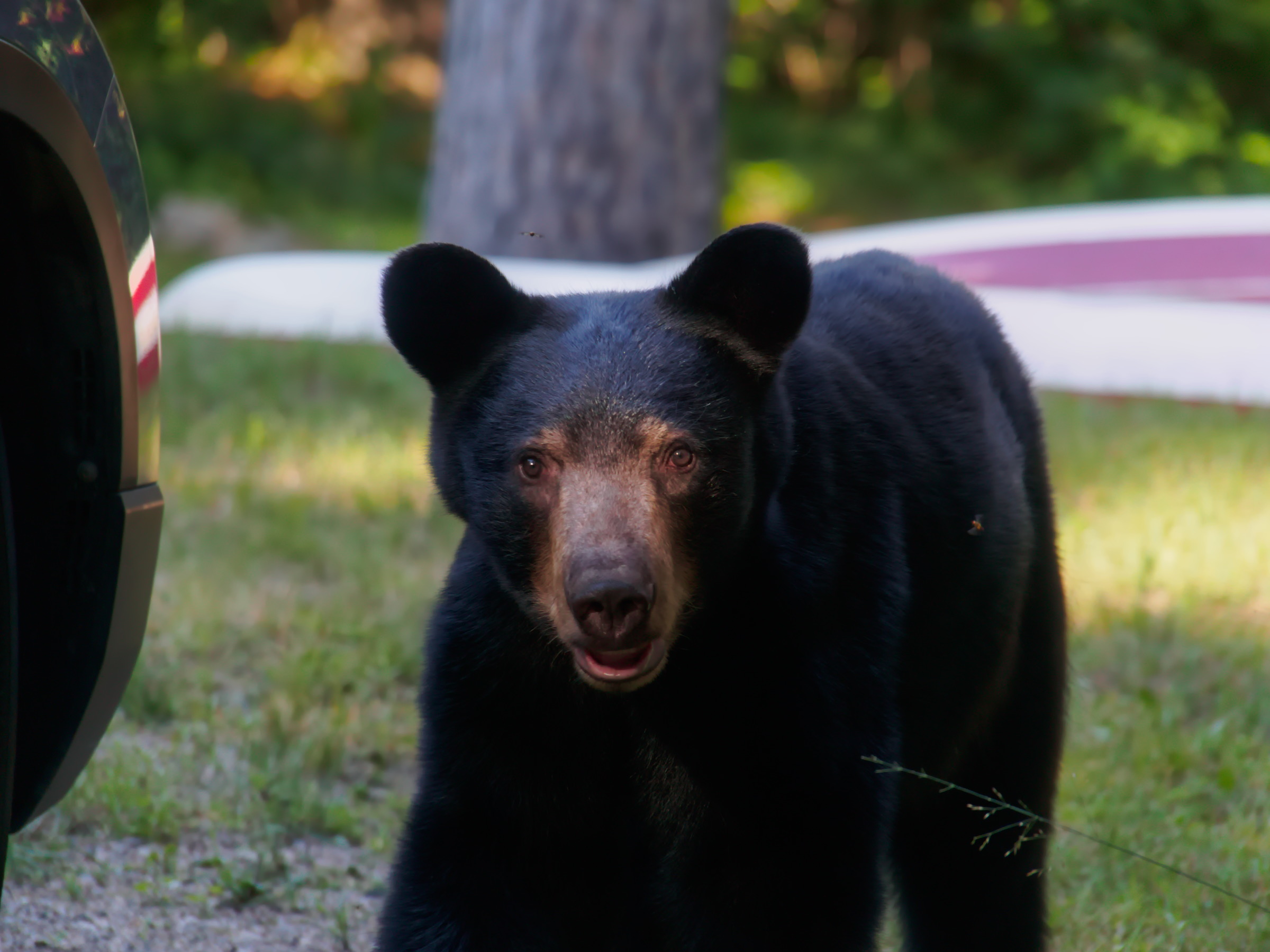 Young black bear in yard
