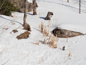 Early spring drive to Lake Travers in Algonquin Park