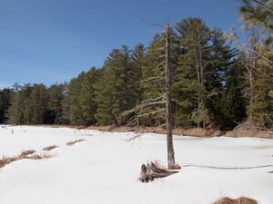 Early spring drive to Lake Travers in Algonquin Park