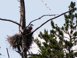 Nesting great blue heron