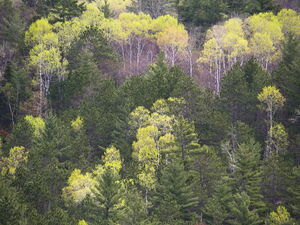Spring Colours in Carcajou Bay on Grand Lake in Algonquin Park