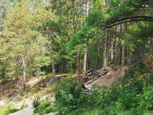 Campsite between Smith Lake and Whitson Lake in Algonquin Park
